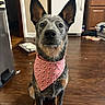 Indie is registered to the contest to win money with this photo: animal, attention, bandana, bee_pattern, brown_floor, cabinets, canine, cute, dog, domestic, ears_up, floor, indoor, kitchen, pet, pink, portrait, refrigerator, sitting, wooden_floor