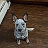 Indie is registered to the contest to win money with this photo: adorable, animal, blue_heeler, brown_floor, cabinet, canine, collar, cute, dog, domestic, ears, floor, indoor, kitchen, looking_up, pet, puppy, waiting, wooden_floor, young_dog