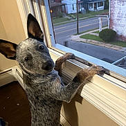 Indie joined the competition — help win amazing prizes! animal, baseboard, blue_heeler, canine, curious, dog, ears, floor, head_tilt, house, indoor, looking_out, paws, pet, puppy, screen, suburban, wall, window, windowsill