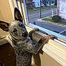 animal, baseboard, blue_heeler, canine, curious, dog, ears, floor, head_tilt, house, indoor, looking_out, paws, pet, puppy, screen, suburban, wall, window, windowsill