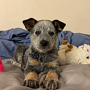 Indie joined the competition — help win amazing prizes! animal, bed, bedding, cozy, cute, dog, domestic_animal, ears, fur, indoor, looking_at_camera, lying_down, paws, pet, puppy, relaxing, soft, stuffed_animal, toy, young_dog