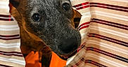 Indie is registered to the contest to win money with this photo: animal, black, brown, closeup, curious, cute, dog, ears, face, festive, hole, holiday, indoor, mischievous, peeking, pet, puppy, striped, torn, wrapping_paper