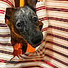 animal, black, brown, closeup, curious, cute, dog, ears, face, festive, hole, holiday, indoor, mischievous, peeking, pet, puppy, striped, torn, wrapping_paper