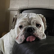 Zues joined the competition — help win amazing prizes! bulldog, dog, pet, indoor, resting, tongue_out, white_dog, leather, fireplace, close_up, cute, animal, mammal, face, fur, expression, nosedog, domestic_animal, relaxed, companion