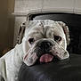 bulldog, dog, pet, indoor, resting, tongue_out, white_dog, leather, fireplace, close_up, cute, animal, mammal, face, fur, expression, nosedog, domestic_animal, relaxed, companion