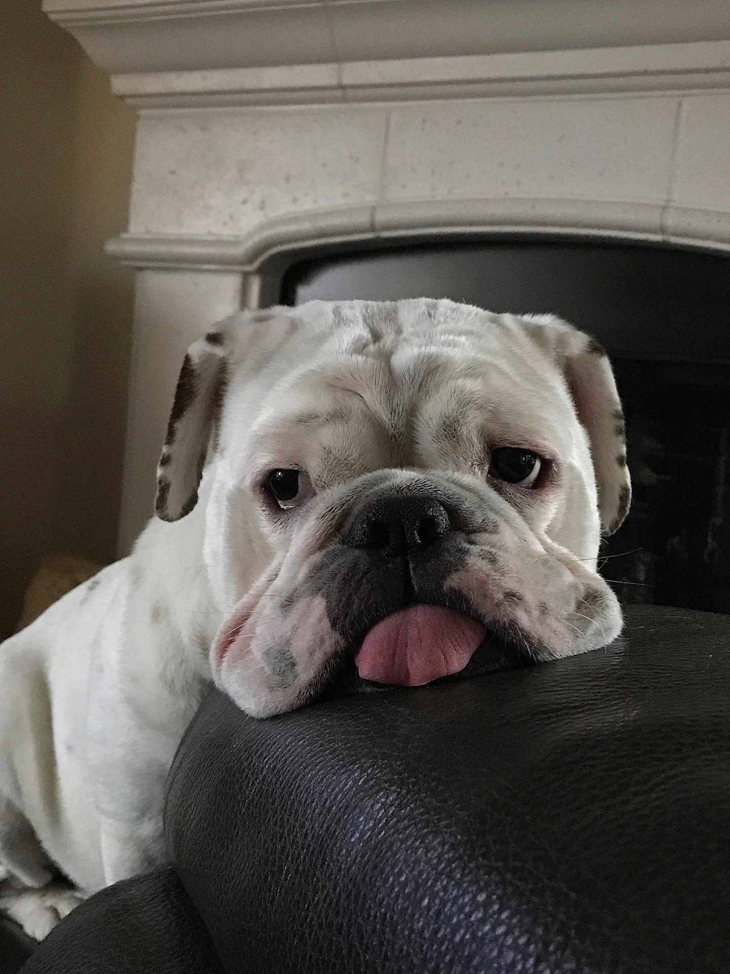 Zues joined the competition — help win amazing prizes! bulldog, dog, pet, indoor, resting, tongue_out, white_dog, leather, fireplace, close_up, cute, animal, mammal, face, fur, expression, nosedog, domestic_animal, relaxed, companion