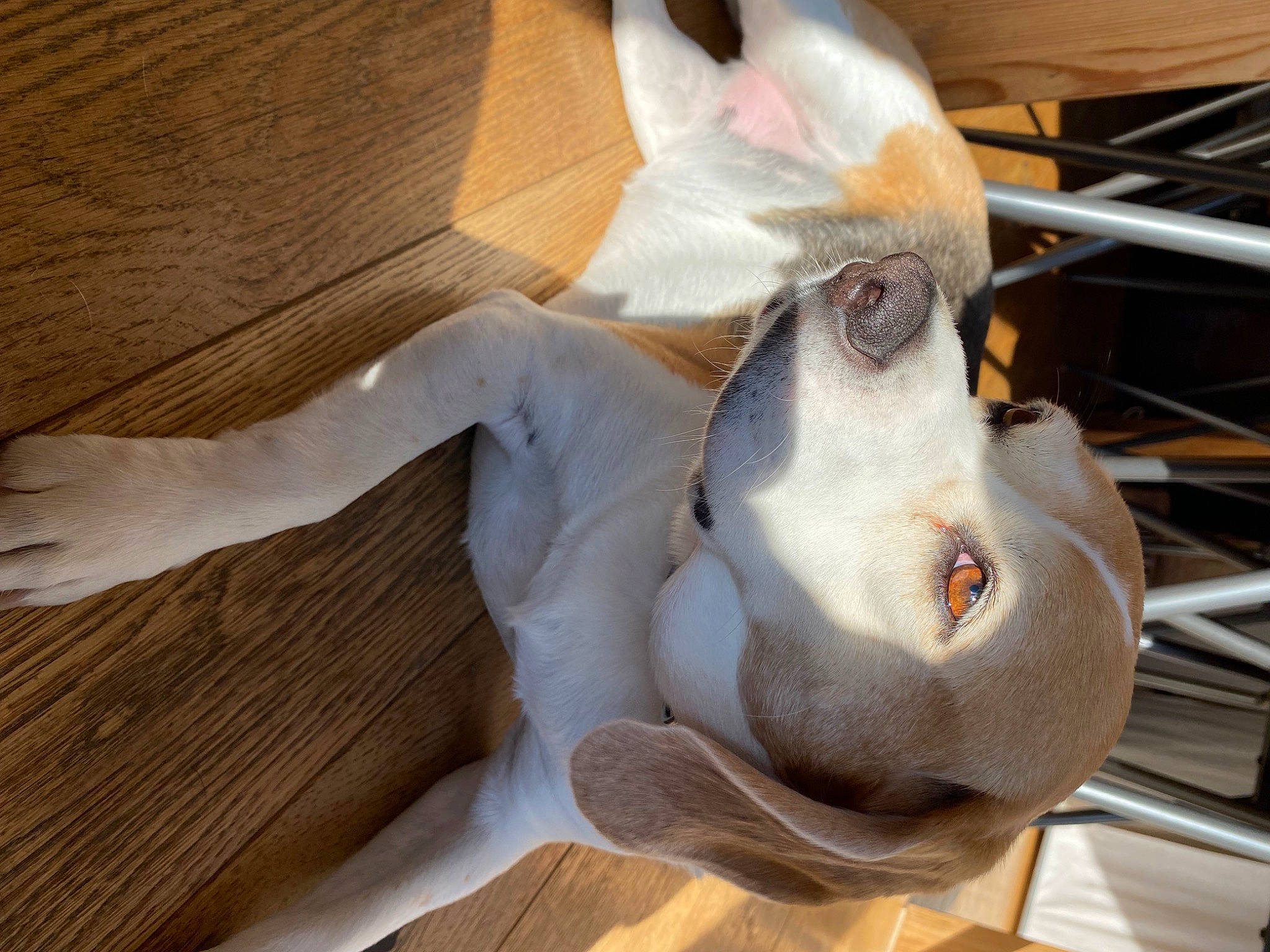 Myrtille a rejoint le concours — aidez-le/la à gagner de superbes lots ! companion_dog, dog_breed, ear, fawn, flooring, fur, hardwood, paw, rabbit, snout, sporting_group, stuffed_toy, tail, toy, varnish, whiskers, wood, wood_flooring, wood_stain, working_animal