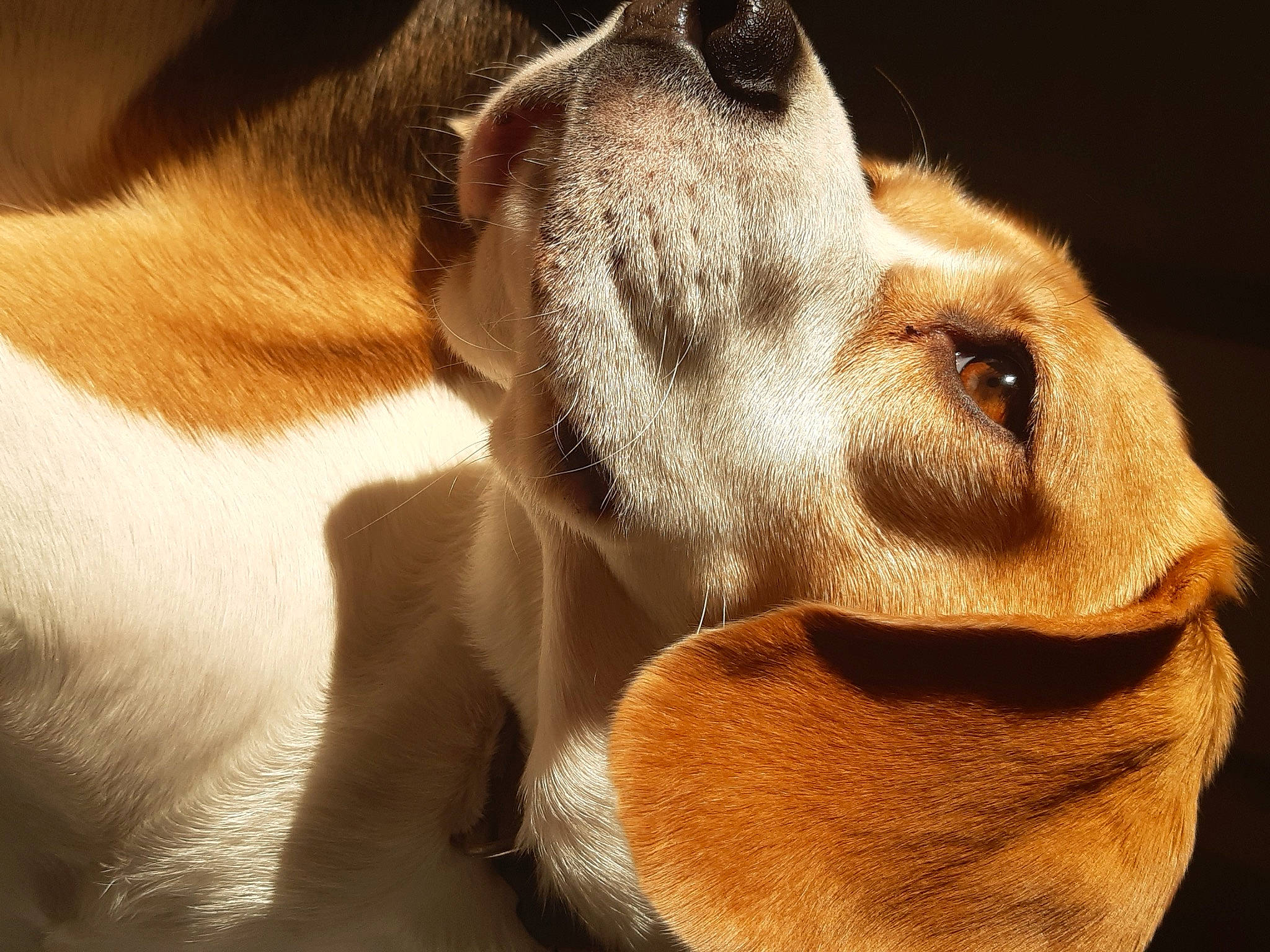 Myrtille participe au concours pour gagner de l'argent avec cette photo : canidae, carnivore, close_up, collar, companion_dog, dog, dog_breed, dog_collar, ear, fawn, fur, hound, jaw, liver, snout, sporting_group, terrestrial_animal, whiskers, working_animal, working_dog