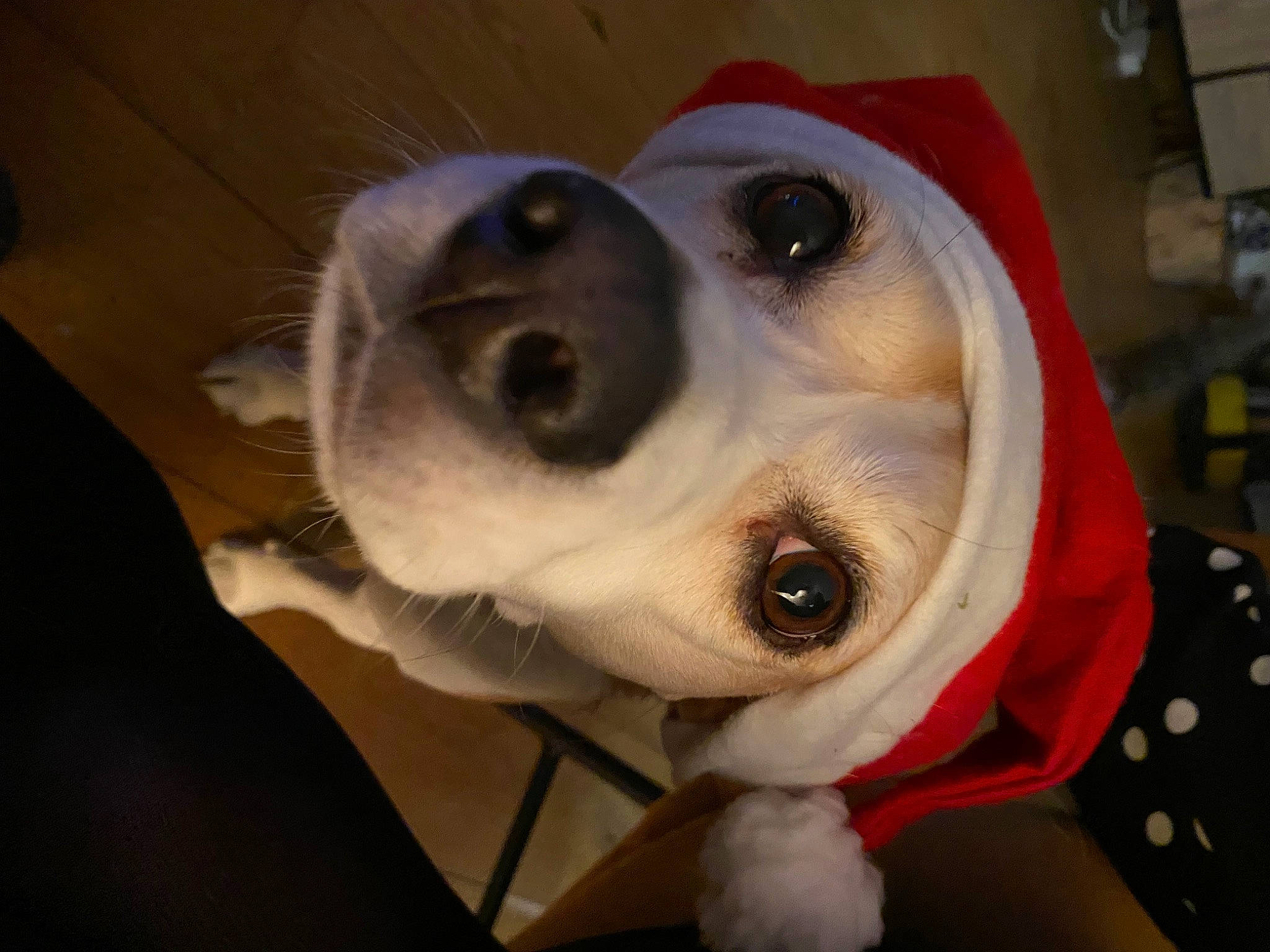 Myrtille participe au concours pour gagner de l'argent avec cette photo : canidae, carmine, carnivore, collar, companion_dog, dog, dog_breed, dog_supply, event, fawn, fur, non_sporting_group, snout, sporting_group, toy, whiskers, working_animal