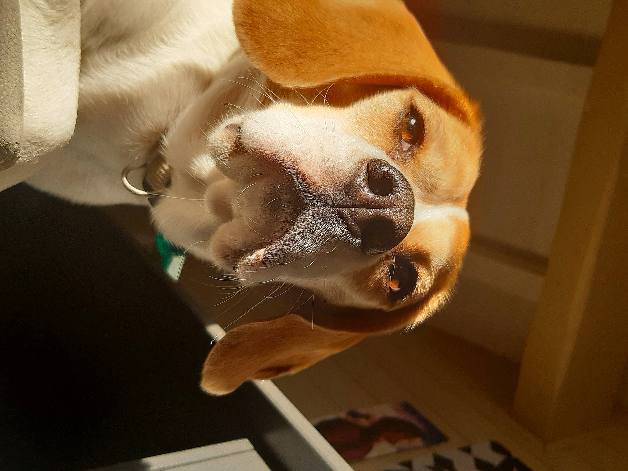 Myrtille participe au concours pour gagner de l'argent avec cette photo : canidae, carnivore, comfort, companion_dog, dog, dog_breed, ear, fawn, fur, paw, selfie, snout, sporting_group, stuffed_toy, toy, toy_dog, whiskers, wood, working_animal, wrinkle