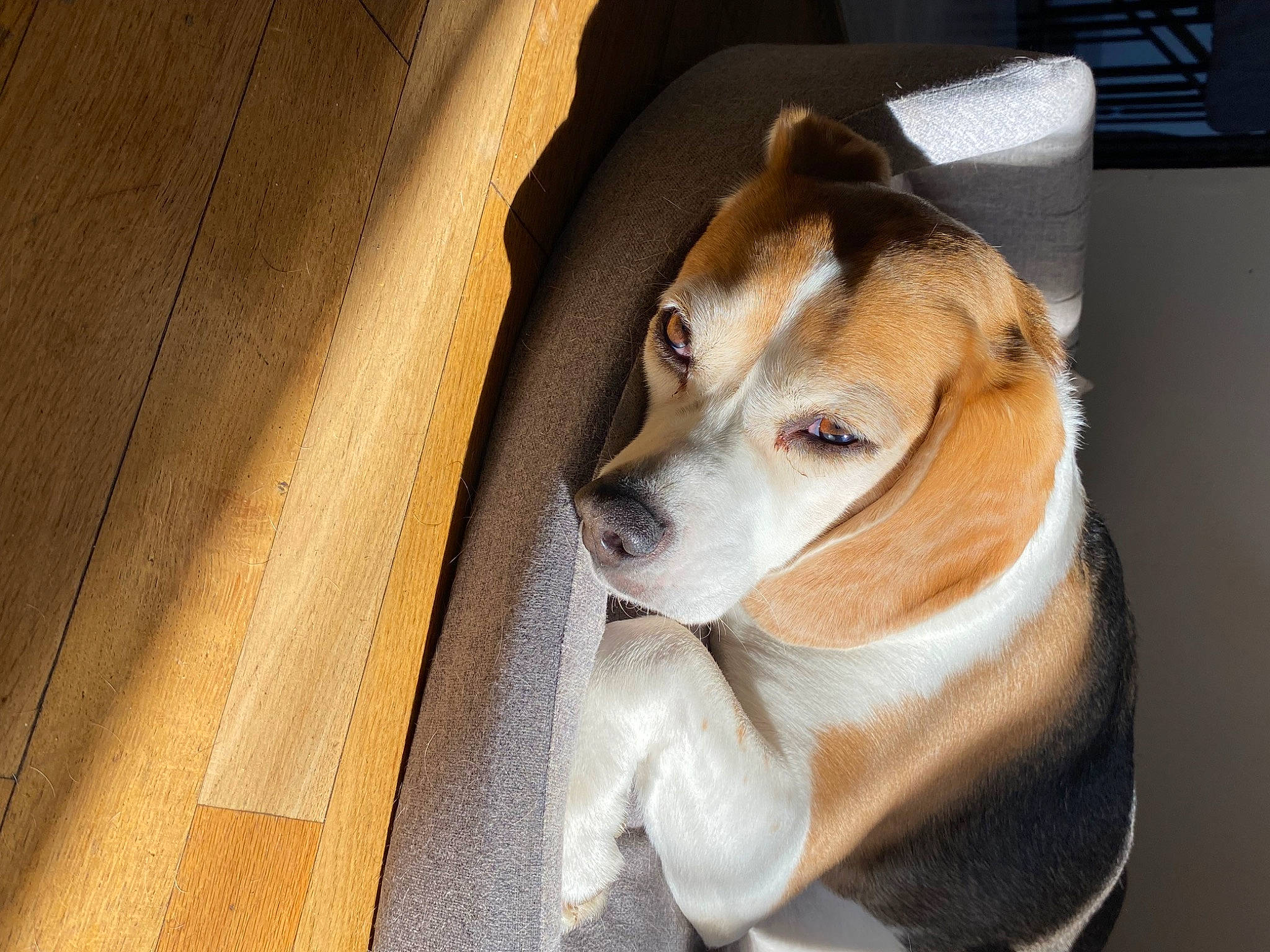 Myrtille participe au concours pour gagner de l'argent avec cette photo : beagle, canidae, carnivore, collar, comfort, companion_dog, dog, dog_breed, dog_supply, fawn, fur, hound, pet_supply, scent_hound, snout, sporting_group, vehicle_door, whiskers, wood, working_animal