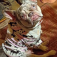 Miss Piggy is registered to the contest to win money with this photo: animal, black, canine, carpet, companion, cozy, cute, dog, domestic, ears, expression, french_bulldog, fur, indoor, looking_up, mammal, pet, pink, resting, sweater