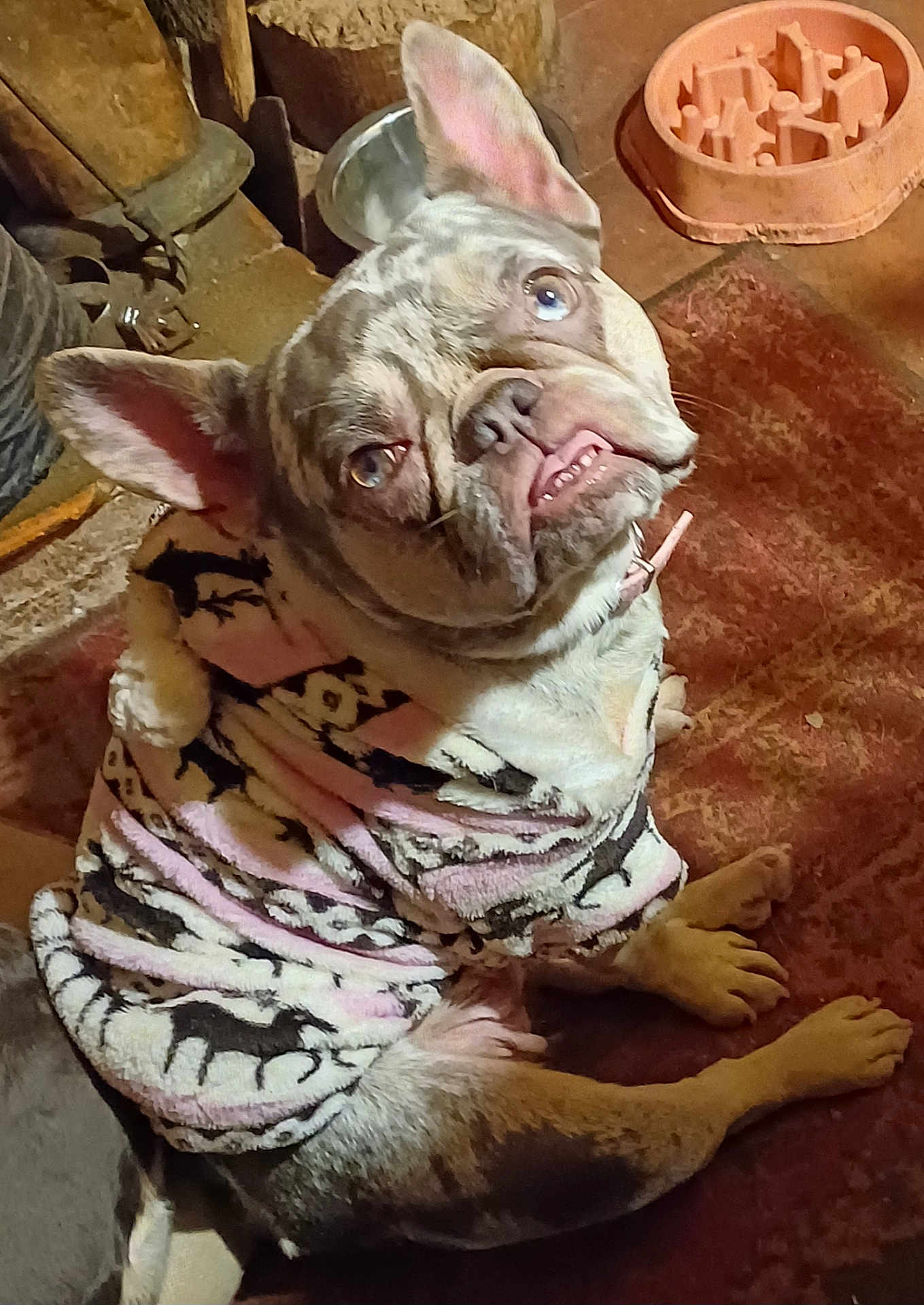 Miss Piggy is registered to the contest to win money with this photo: animal, black, canine, carpet, companion, cozy, cute, dog, domestic, ears, expression, french_bulldog, fur, indoor, looking_up, mammal, pet, pink, resting, sweater