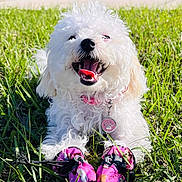 Bella joined the competition — help win amazing prizes! dog, white_dog, puppy, fluffy, grass, outdoor, smiling, tongue_out, pet, collar, tag, pink, booties, toy, happy, portrait, closeup, fur, sunlight, playtime
