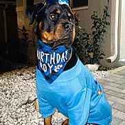 Diezel is registered to the contest to win money with this photo: dog, rottweiler, party_hat, birthday_bandana, birthday, blue_sweater, pet, animal, outdoor, night_shot, flash, gravel, porch, house, leash, paws, portrait, celebration, costume, serious_expression