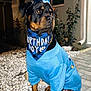 dog, rottweiler, party_hat, birthday_bandana, birthday, blue_sweater, pet, animal, outdoor, night_shot, flash, gravel, porch, house, leash, paws, portrait, celebration, costume, serious_expression