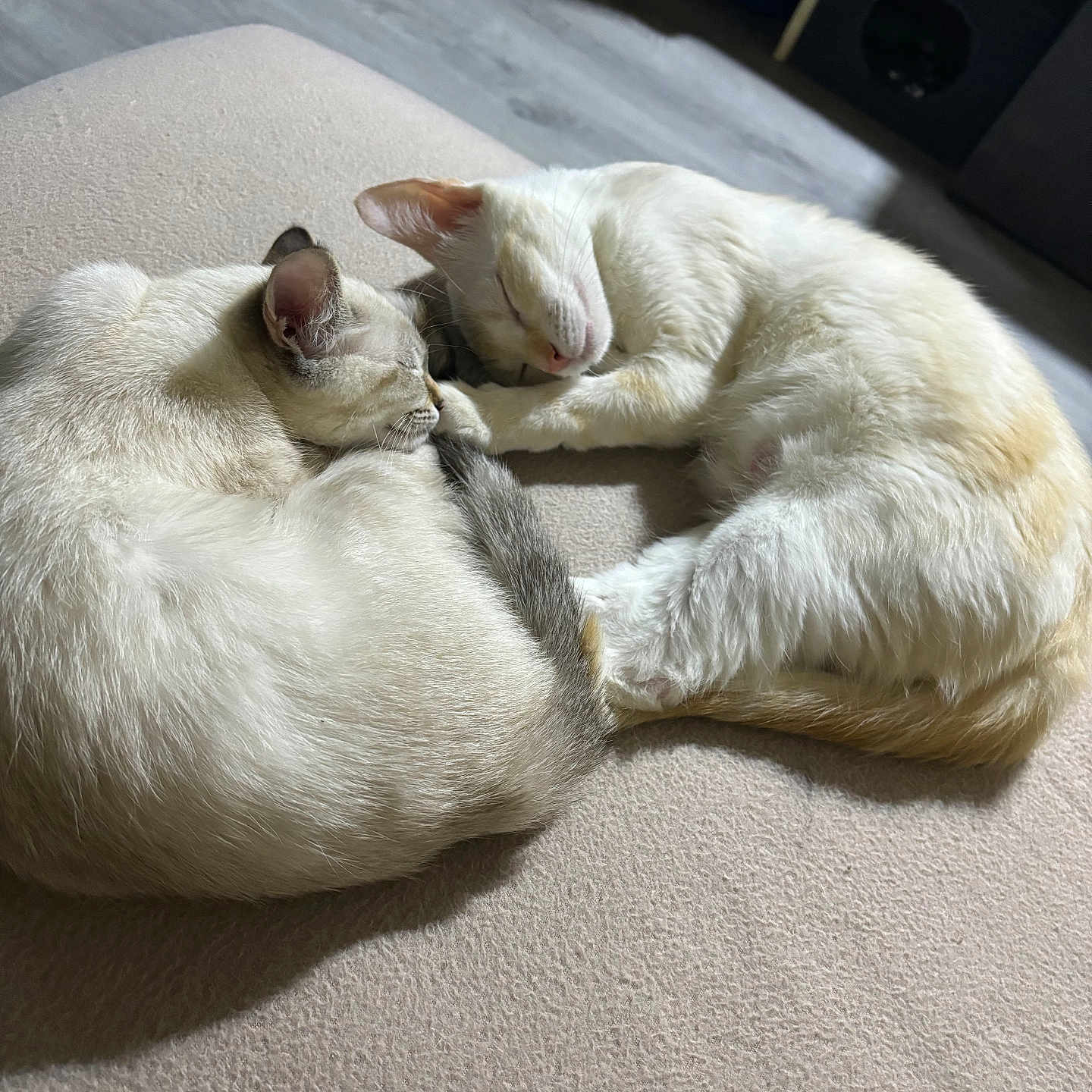 Ninej Et Nala