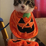 Wrigley is registered to the contest to win money with this photo: cat, pumpkin, orange, costume, bib, slippers, indoor, pet, cute, feline, holiday, halloween, decor, plush, animal, sitting, fur, black, white, tabby