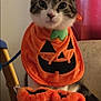 cat, pumpkin, orange, costume, bib, slippers, indoor, pet, cute, feline, holiday, halloween, decor, plush, animal, sitting, fur, black, white, tabby