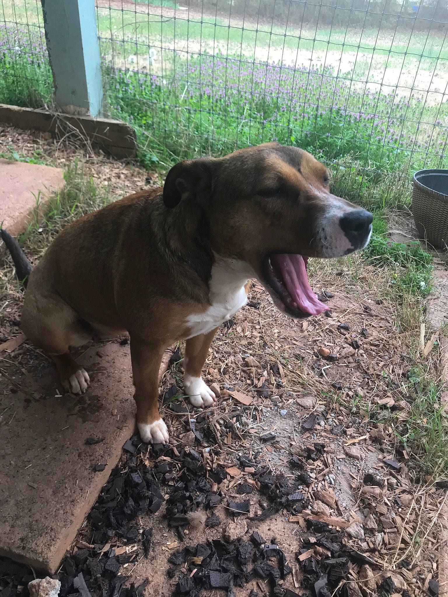 Gigi joined the competition — help win amazing prizes! american_pit_bull_terrier, canidae, carnivore, dog, dog_breed, fawn, hunting_dog, mammal, mountain_cur, rafeiro_do_alentejo, sporting_group, vertebrate