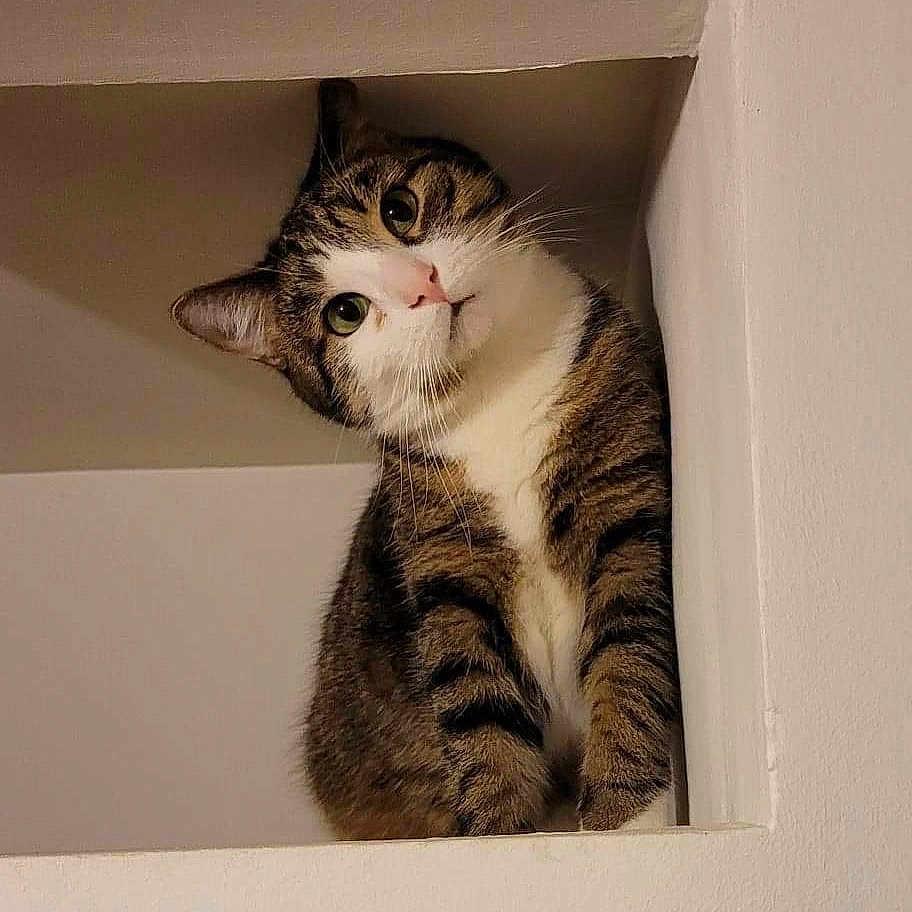 Rory participe au concours pour gagner de l'argent avec cette photo : abyssinian, angora, animal, box, cat, closet, cupboard, drawer, egyptiancat, furniture, hardwood, kitten, manx, person, pet, shelf, stainedwood, window, windowsill, wood