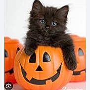Leonardo a rejoint le concours — aidez-le/la à gagner de superbes lots ! kitten, black_cat, pumpkin, jack_o_lantern, halloween, orange, cute, animal, pet, feline, holiday, decoration, playful, fur, face, eyes, indoor, closeup, adorable, container