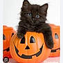kitten, black_cat, pumpkin, jack_o_lantern, halloween, orange, cute, animal, pet, feline, holiday, decoration, playful, fur, face, eyes, indoor, closeup, adorable, container