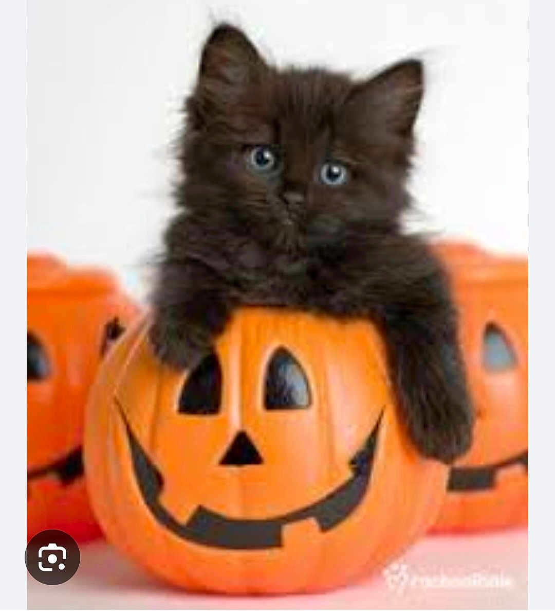 Leonardo a rejoint le concours — aidez-le/la à gagner de superbes lots ! kitten, black_cat, pumpkin, jack_o_lantern, halloween, orange, cute, animal, pet, feline, holiday, decoration, playful, fur, face, eyes, indoor, closeup, adorable, container