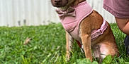 Phoebe is registered to the contest to win money with this photo: dog, small_dog, pink_harness, bow_tie, grass, greenery, person_partial, shirt, outdoor, pet, animal, cute, canine, fence, blurred_background, nature, sitting, young_dog, close_up, daylight