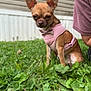 animal, blurred_background, bow_tie, canine, close_up, cute, daylight, dog, fence, grass, greenery, nature, outdoor, person_partial, pet, pink_harness, shirt, sitting, small_dog, young_dog