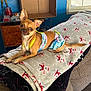 animal, blanket, brown_dog, cardboard_box, chihuahua, clothing, cozy, cute, decor, dog, fabric, furniture, household, indoor, pattern, pet, relaxing, resting, small_dog, window