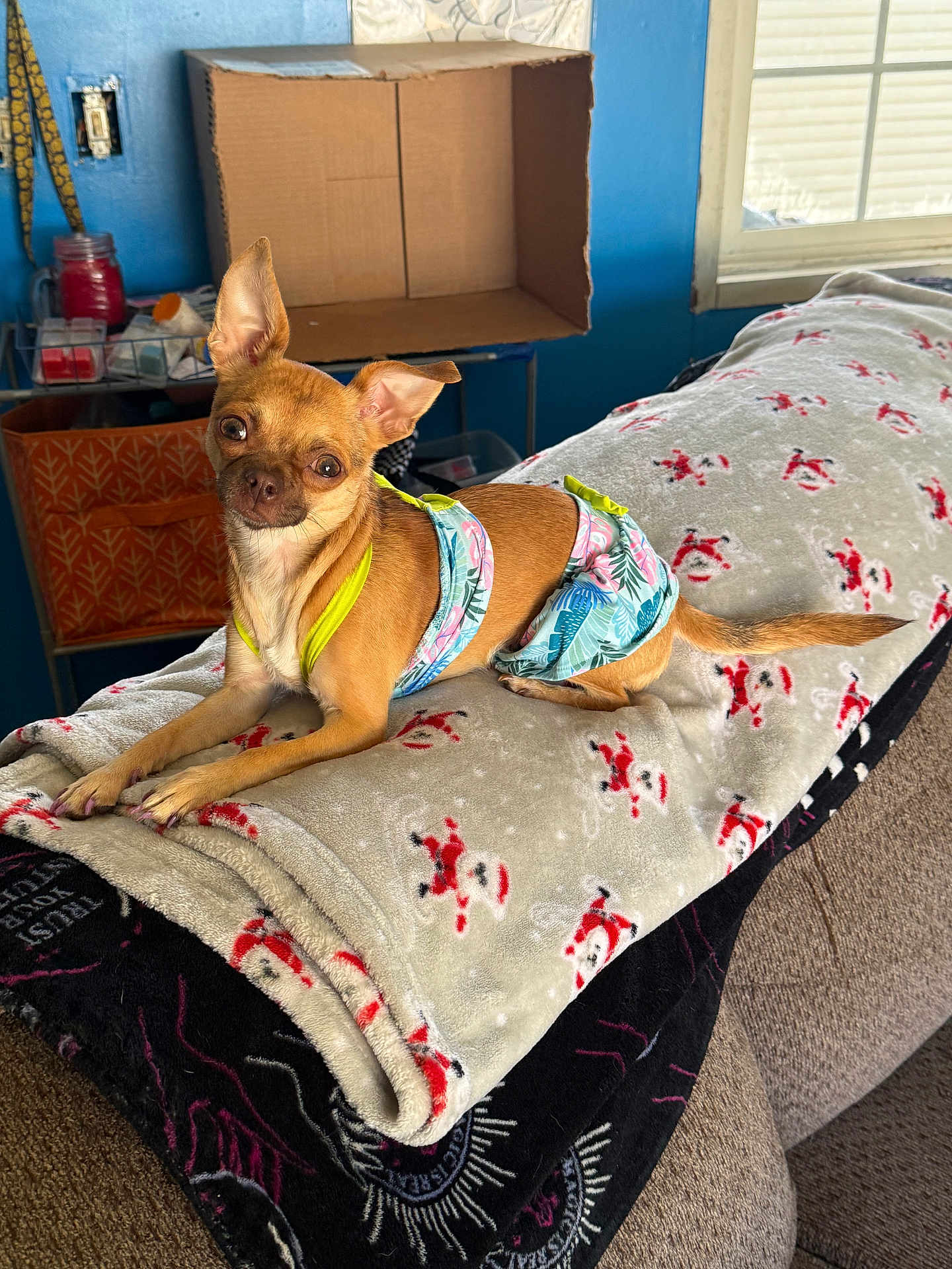 Phoebe is registered to the contest to win money with this photo: dog, small_dog, chihuahua, pet, blanket, indoor, window, cardboard_box, furniture, clothing, brown_dog, decor, cozy, resting, animal, cute, household, fabric, pattern, relaxing
