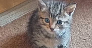 Dg is registered to the contest to win money with this photo: animal, blue_eyes, carpet, cat, curious, cute, ears, feline, floor, fur, indoor, kitten, mammal, paws, pet, small, standing, tabby, whiskers, young