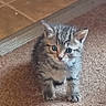 kitten, tabby, cat, pet, animal, fur, blue_eyes, carpet, floor, cute, small, young, indoor, whiskers, ears, paws, feline, curious, standing, mammal