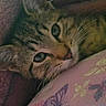 animal, blanket, cat, closeup, cozy, cute, eyes, floral, fur, indoor, kitten, pet, pillow, pink, relaxation, resting, sleepy, soft, tabby, whiskers