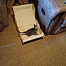 Dg is registered to the contest to win money with this photo: animal, brown, carpet, cat, cozy, curious, cute, floor, furniture, home, indoor, kitten, looking_up, pet, relaxing, seat, small_chair, texture, woven_chair, young