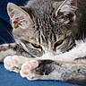 cat, tabby, sleeping, sleepy, close_up, paws, pink_paw_pads, furry, gray_fur, whiskers, ears, face, animal, pet, relaxed, cozy, blue_background, lying_down, portrait, soft_focus