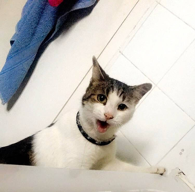 Cloe joined the competition — help win amazing prizes! button, carnivore, cat, collar, denim, domestic_short_haired_cat, door, dress_shirt, felidae, fur, grey, linens, monochrome_photography, paw, sleeve, small_to_medium_sized_cats, snout, tail, whiskers, window