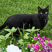 Vader is registered to the contest to win money with this photo: black_cat, cat, grass, flowers, garden, greenery, yellow_eyes, outdoor, plant, leaf, nature, animal, pet, feline, collar, curious, colorful, flora, spring, wildlife