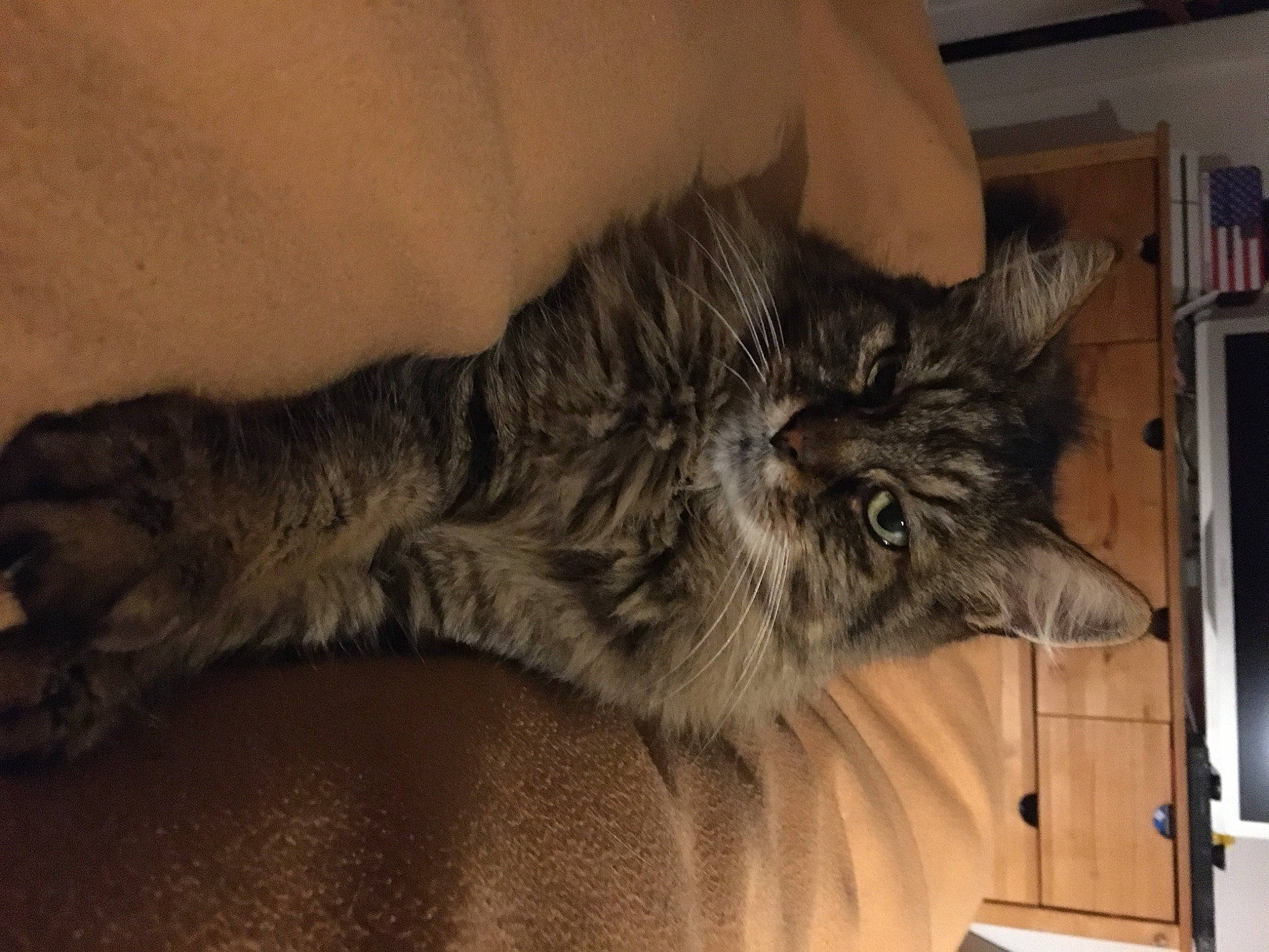 Marius a rejoint le concours — aidez-le/la à gagner de superbes lots ! bookcase, carnivore, cat, claw, comfort, domestic_short_haired_cat, felidae, fur, grey, hardwood, nap, paw, plant, shelf, small_to_medium_sized_cats, snout, tail, terrestrial_animal, whiskers, wood