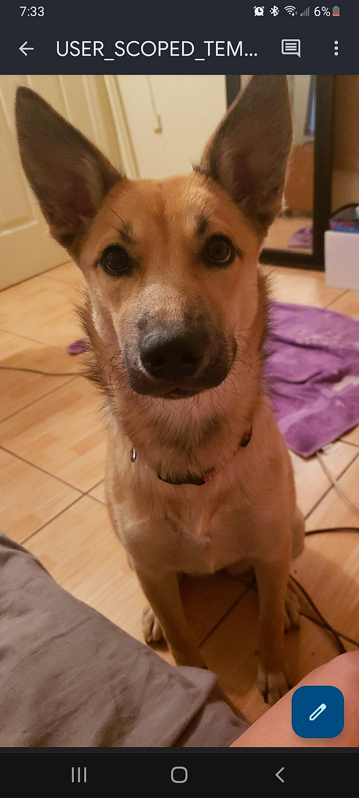 Karli joined the competition — help win amazing prizes! canidae, carnivore, collar, companion_dog, dog, dog_breed, dog_supply, door, ear, fawn, flooring, fur, hardwood, paw, snout, sporting_group, toy_dog, whiskers, wood, working_animal