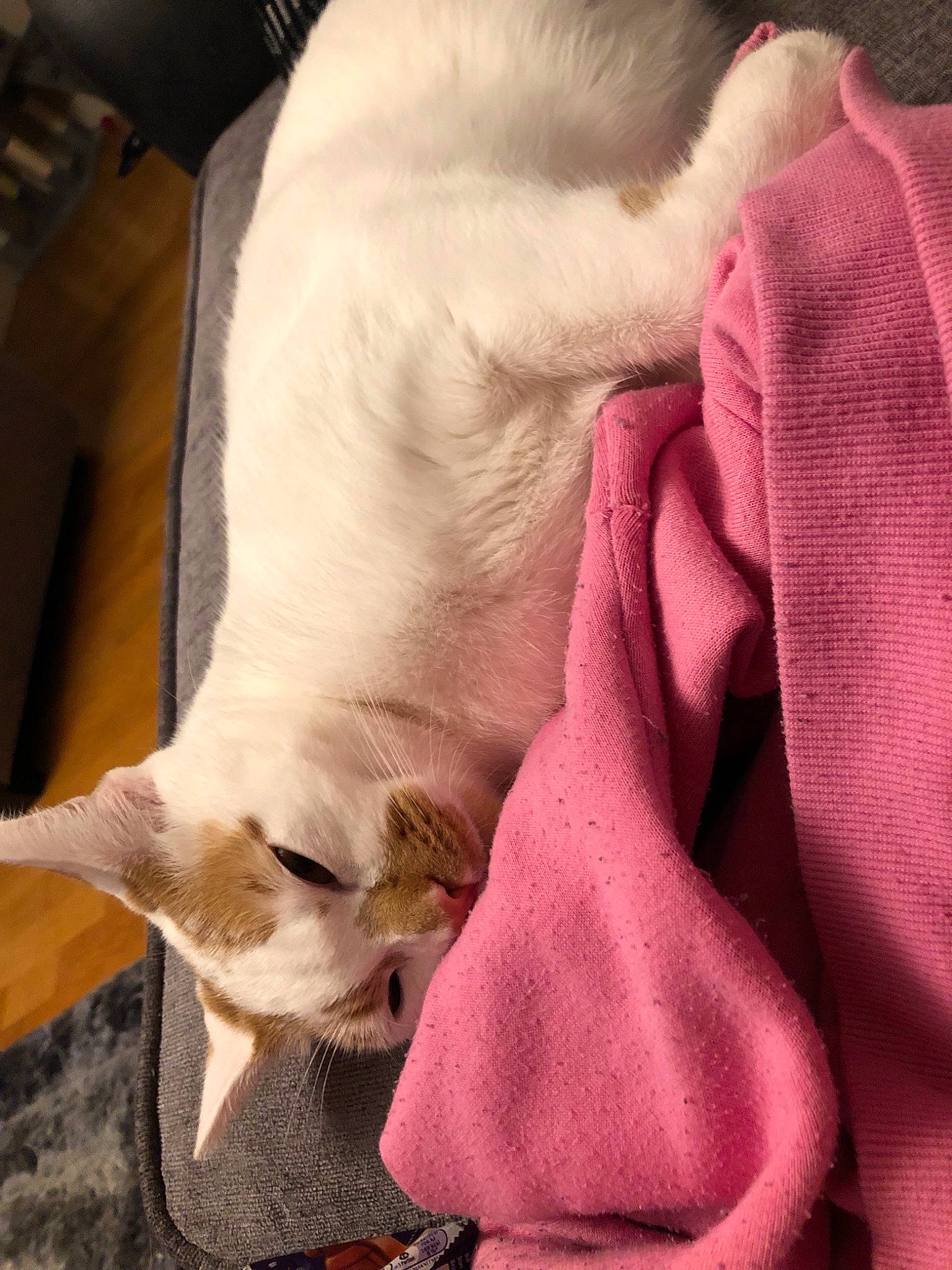 Woof is registered to the contest to win money with this photo: asian, burmese, burmilla, carnivore, cat, colorpoint_shorthair, fawn, felidae, fur, singapura, small_to_medium_sized_cats, snout, tail, whiskers