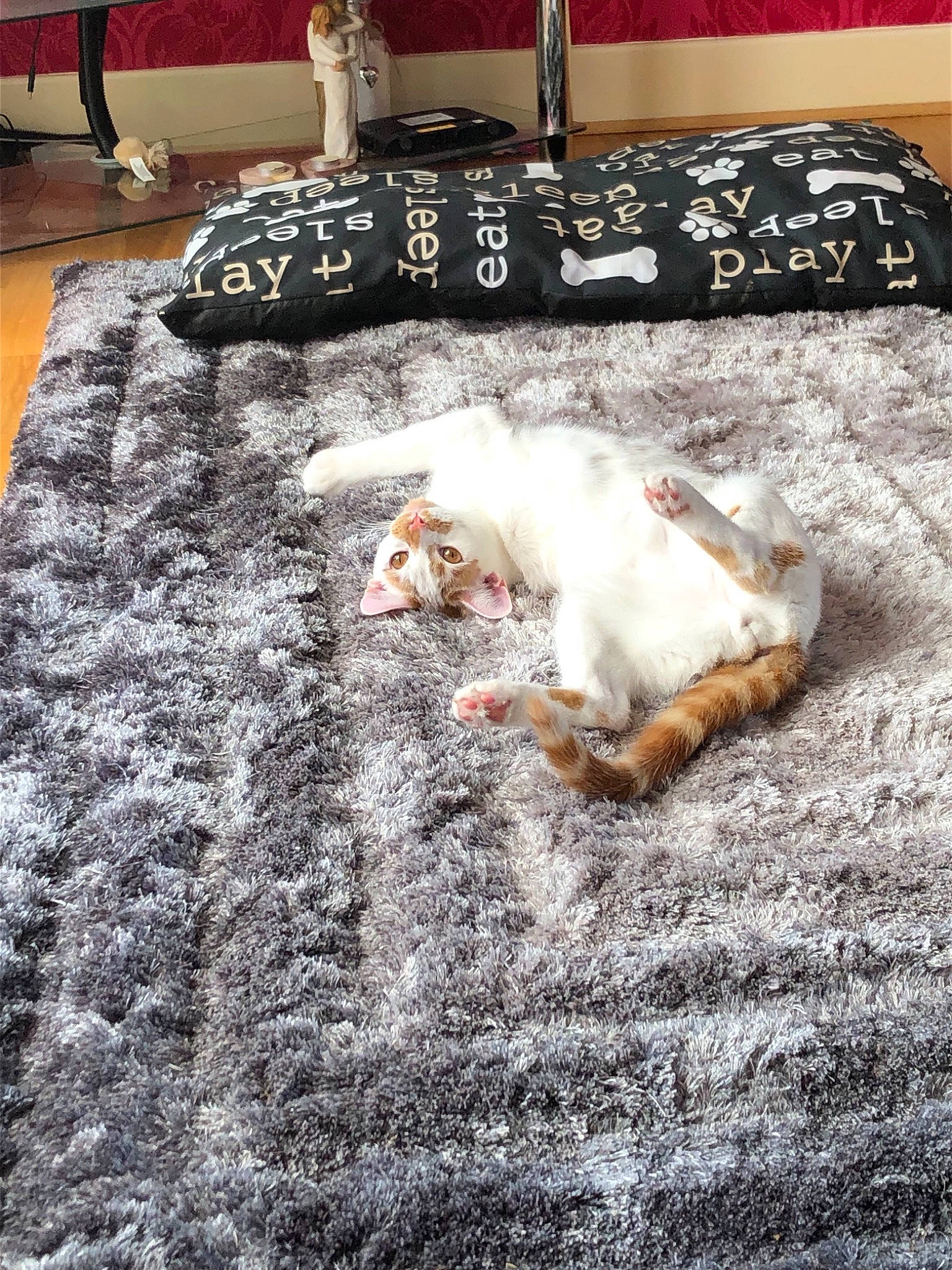 Woof joined the competition — help win amazing prizes! canidae, carnivore, carpet, cat, felidae, floor, flooring, fur, paw, room, small_to_medium_sized_cats