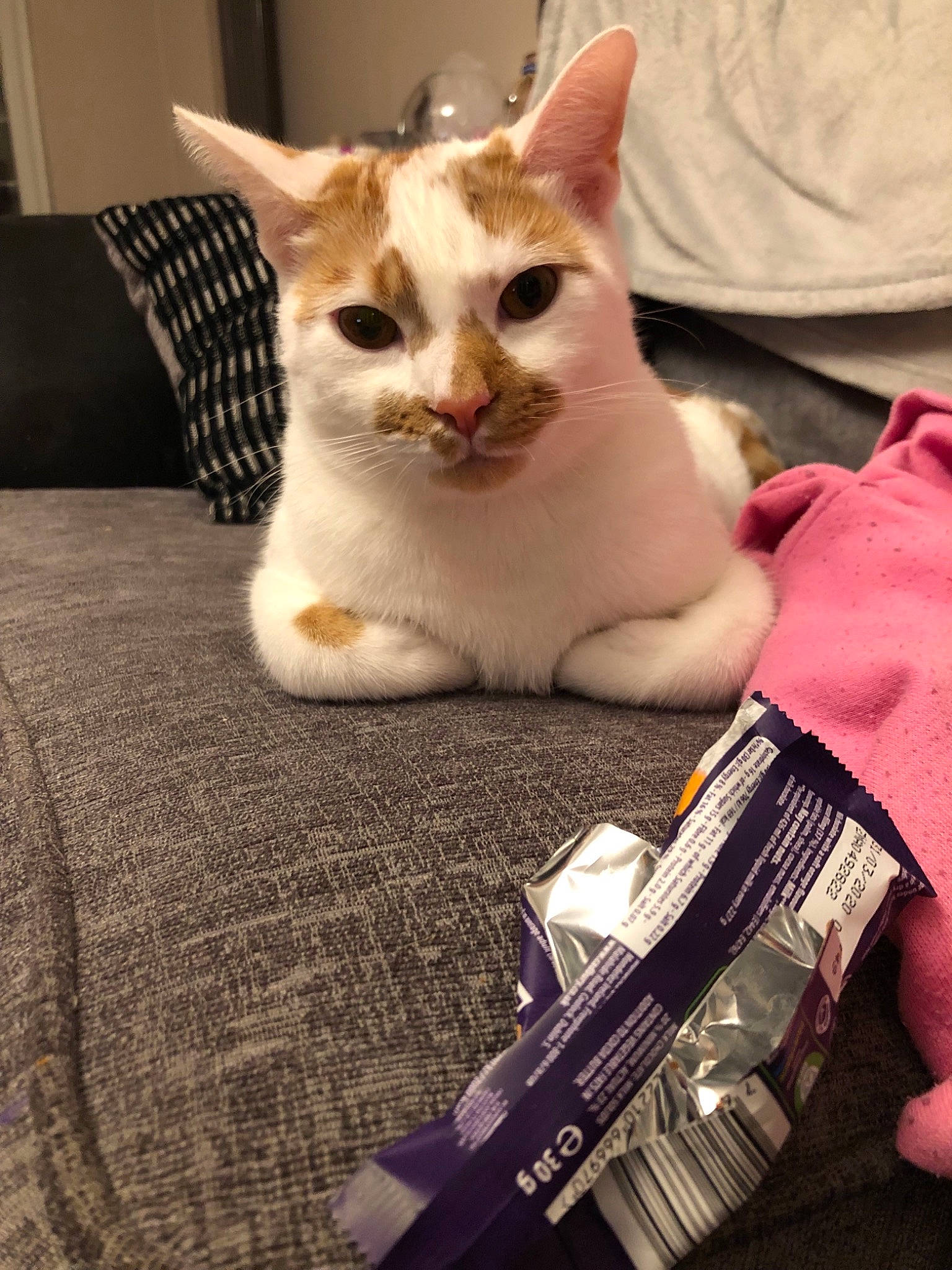 Woof joined the competition — help win amazing prizes! aegean_cat, asian, burmilla, carnivore, cat, colorpoint_shorthair, domestic_short_haired_cat, ear, european_shorthair, felidae, kitten, mammal, singapura, small_to_medium_sized_cats, snout, whiskers