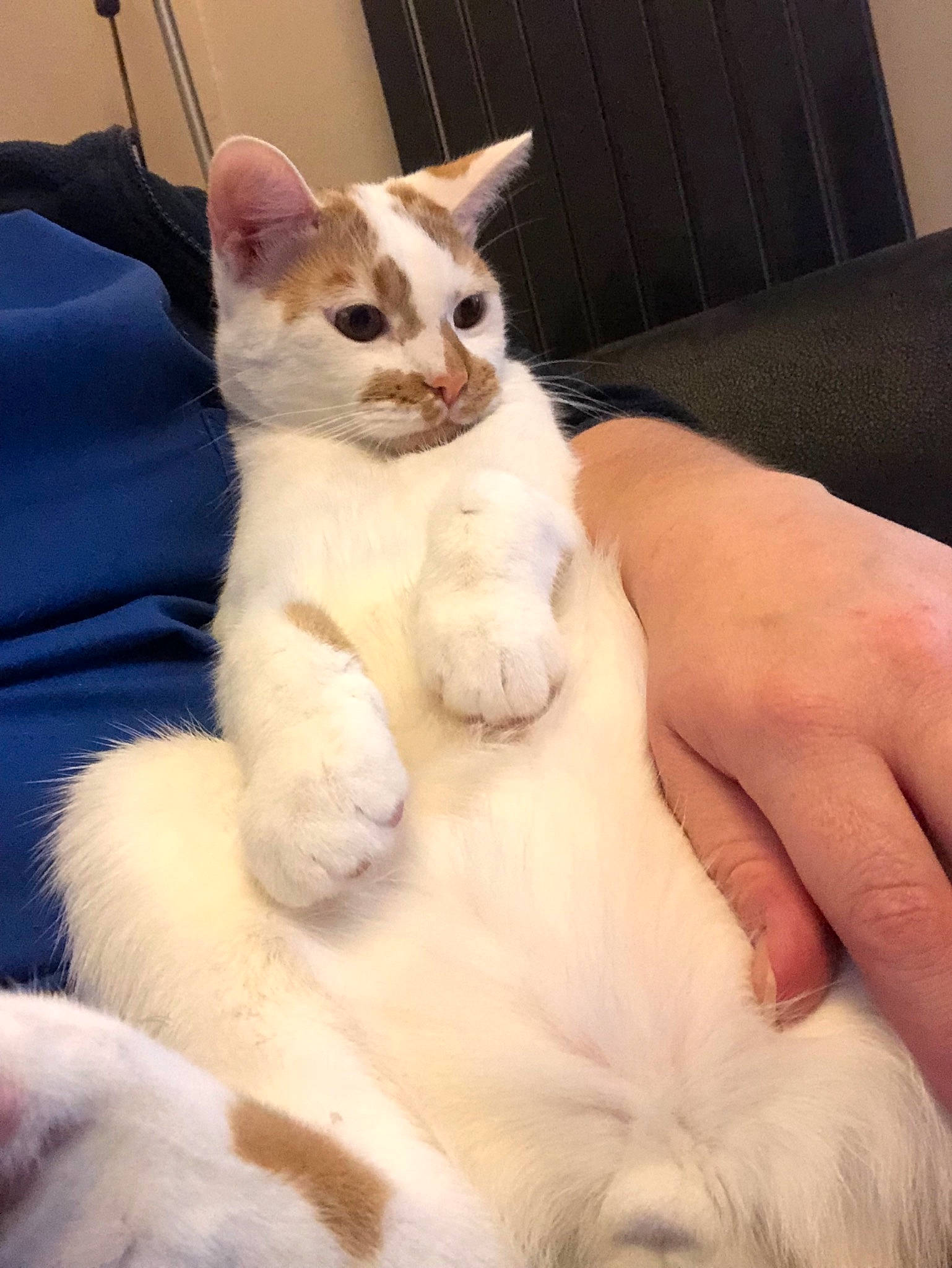 Woof joined the competition — help win amazing prizes! aegean_cat, american_wirehair, arabian_mau, asian, burmilla, carnivore, cat, colorpoint_shorthair, felidae, german_rex, javanese, kitten, mammal, oriental_longhair, polydactyl_cat, small_to_medium_sized_cats, turkish_angora, turkish_van, vertebrate, whiskers