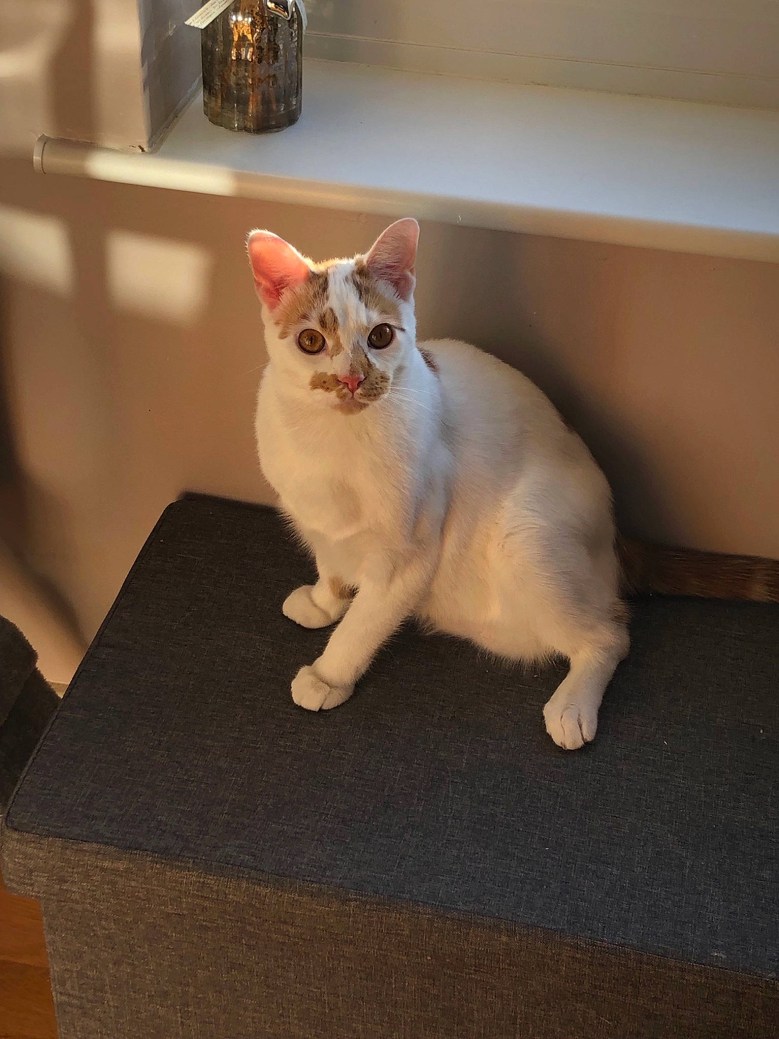 Woof joined the competition — help win amazing prizes! aegean_cat, asian, burmilla, carnivore, cat, colorpoint_shorthair, domestic_short_haired_cat, european_shorthair, fawn, felidae, javanese, kitten, mammal, oriental_shorthair, paw, singapura, small_to_medium_sized_cats, tail, vertebrate, whiskers