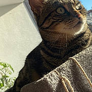 Gabrielle a rejoint le concours — aidez-le/la à gagner de superbes lots ! cat, tabby, sunlight, close_up, whiskers, ears, outdoor, blue_sky, texture, rope, pet, animal, feline, portrait, looking_away, daylight, nature, detail, cute, domestic_cat
