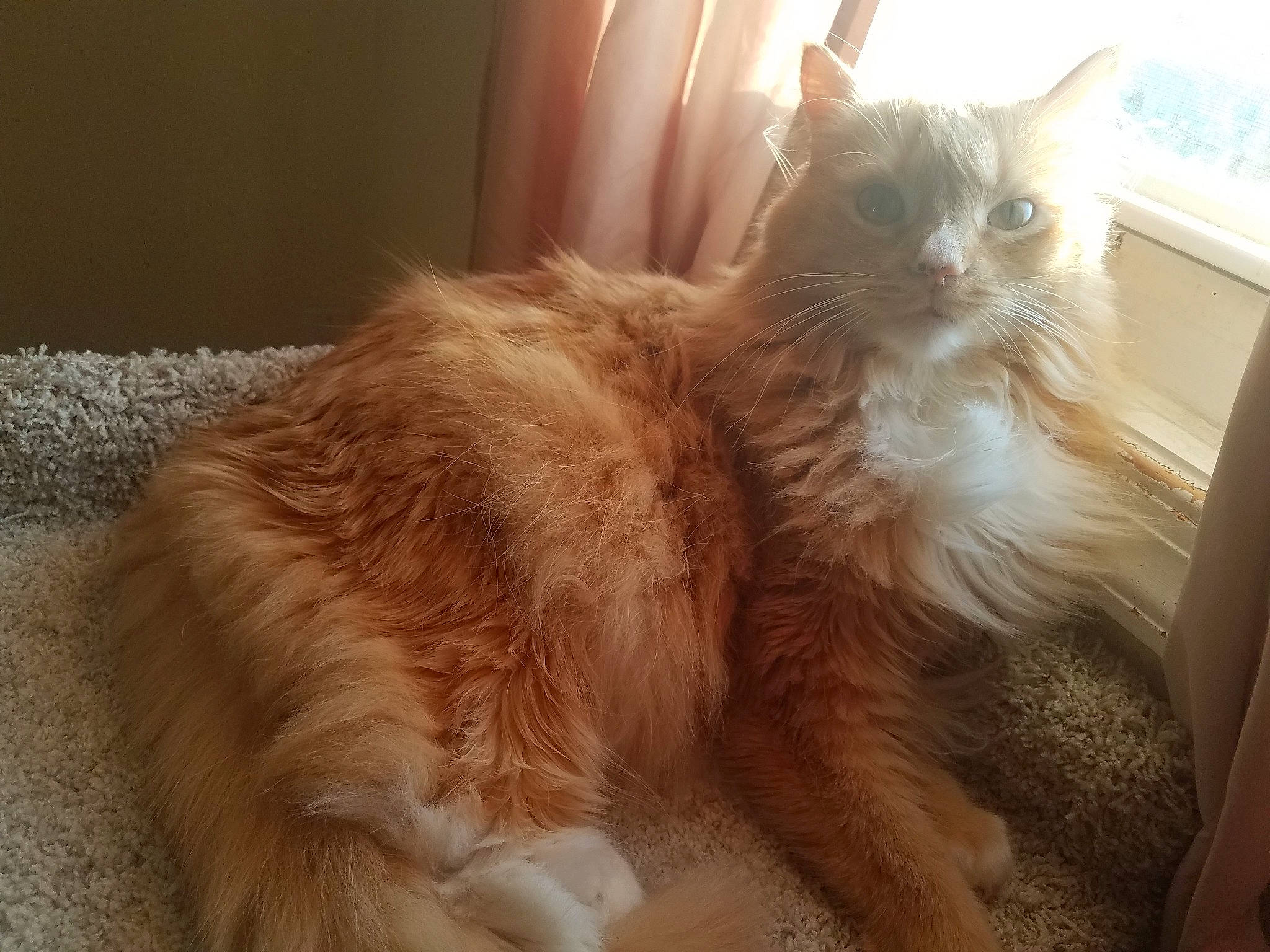 Dee Dee joined the competition — help win amazing prizes! asian_semi_longhair, british_semi_longhair, carnivore, cat, cymric, domestic_long_haired_cat, fawn, felidae, fur, laperm, maine_coon, mammal, norwegian_forest_cat, ragamuffin, small_to_medium_sized_cats, somali, tail, vertebrate, whiskers