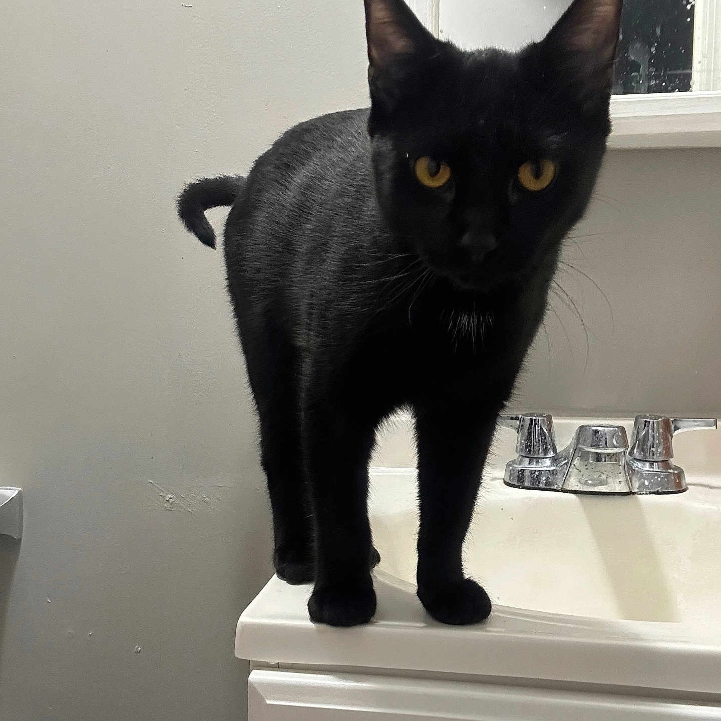 Loki joined the competition — help win amazing prizes! abyssinian, animal, bathing, bathtub, blackcat, cat, egyptiancat, manx, person, pet, sink, sinkfaucet, tub