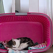 Athenas a rejoint le concours — aidez-le/la à gagner de superbes lots ! animal, blanket, cat, cozy, cute, domestic, floor, fur, household, indoor, laundry_basket, pet, pink, quiet, relaxation, resting, sleeping, striped, tabby, white